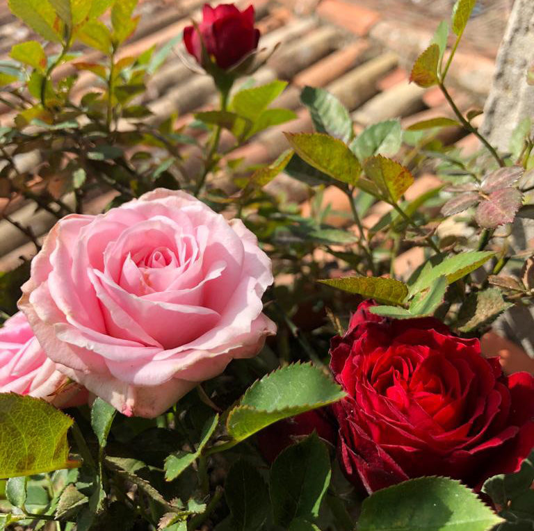 The Basket and the Roses | July 2026
